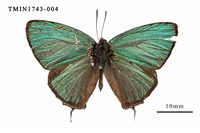 藏品(碧翠灰蝶)的圖片